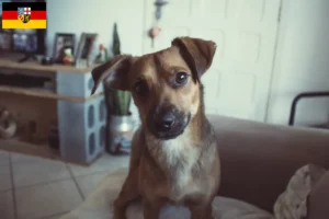 Scopri di più sull'articolo Allevatore di Pinscher austriaci e cuccioli in Saarland