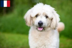 Scopri di più sull'articolo Allevatori di Pomapoo e cuccioli in Francia
