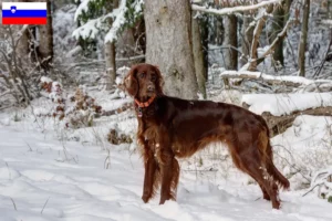 Scopri di più sull'articolo Allevatori e cuccioli di Setter Rosso Irlandese in Slovenia