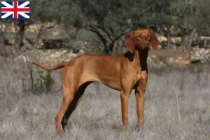 Scopri di più sull'articolo Allevatori di Magyar Vizsla e cuccioli in Gran Bretagna
