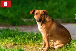 Scopri di più sull'articolo Allevatore di Pinscher austriaci e cuccioli ad Amburgo