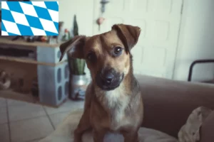 Scopri di più sull'articolo Allevatore di Pinscher austriaci e cuccioli in Baviera