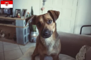 Scopri di più sull'articolo Allevatore di Pinscher austriaci e cuccioli in Brandeburgo