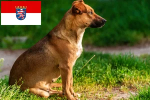 Scopri di più sull'articolo Allevatore di Pinscher austriaci e cuccioli in Hessen