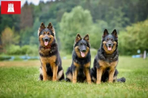 Scopri di più sull'articolo Allevatori di Chodský pes e cuccioli ad Amburgo