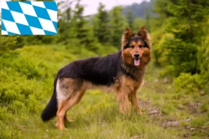 Scopri di più sull'articolo Allevatori di Chodský pes e cuccioli in Baviera