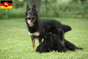 Scopri di più sull'articolo Allevatori di Chodský pes e cuccioli in Bassa Sassonia