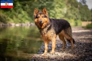 Scopri di più sull'articolo Allevatori di Chodský pes e cuccioli in Schleswig-Holstein