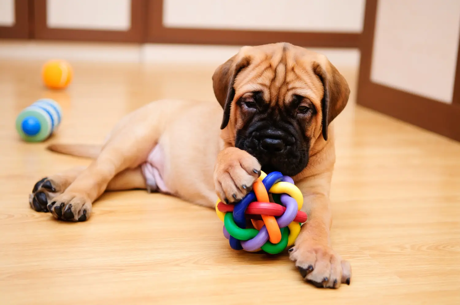 Acquistare un cucciolo di Bullmastiff significa assumersi delle responsabilità! Comprare cuccioli di Bullmastiff.