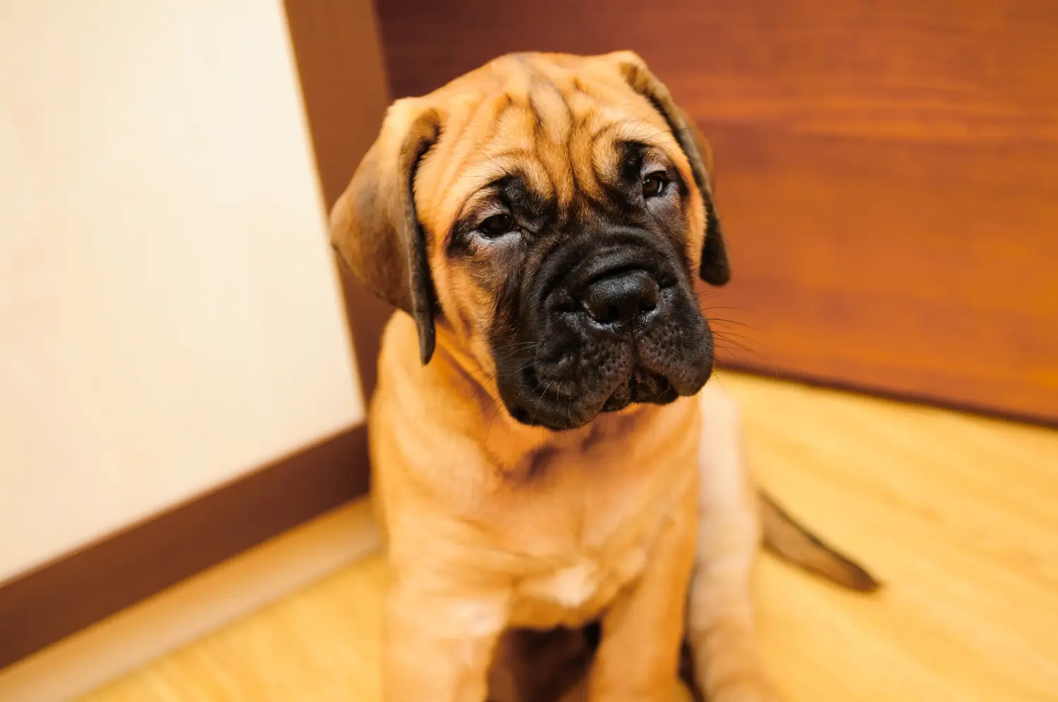 Acquistare un cucciolo di Bullmastiff significa assumersi delle responsabilità! Comprare cuccioli di Bullmastiff.