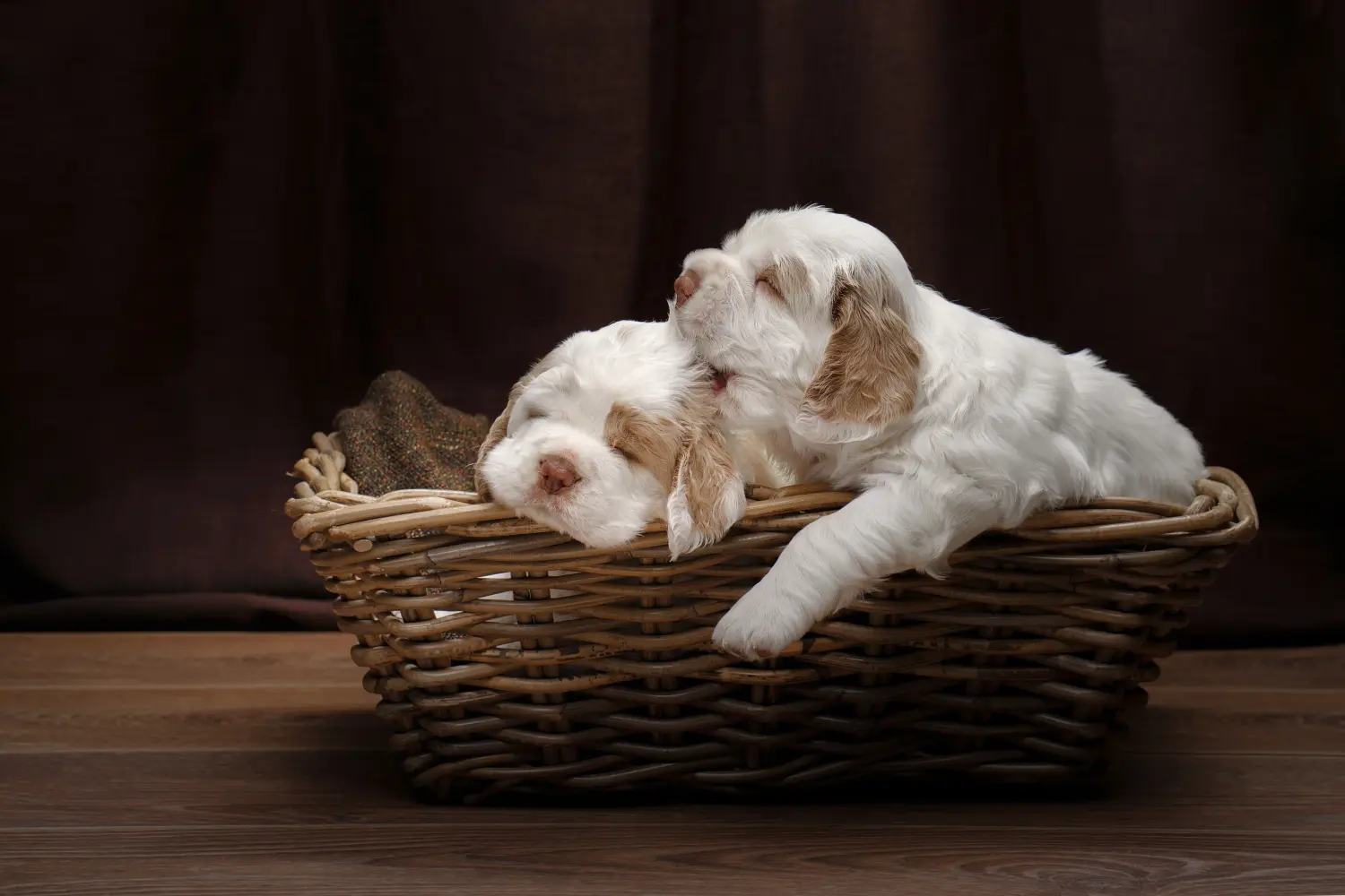 Acquistare un cucciolo di Clumber Spaniel significa assumersi delle responsabilità! Comprare cuccioli di Clumber Spaniel.