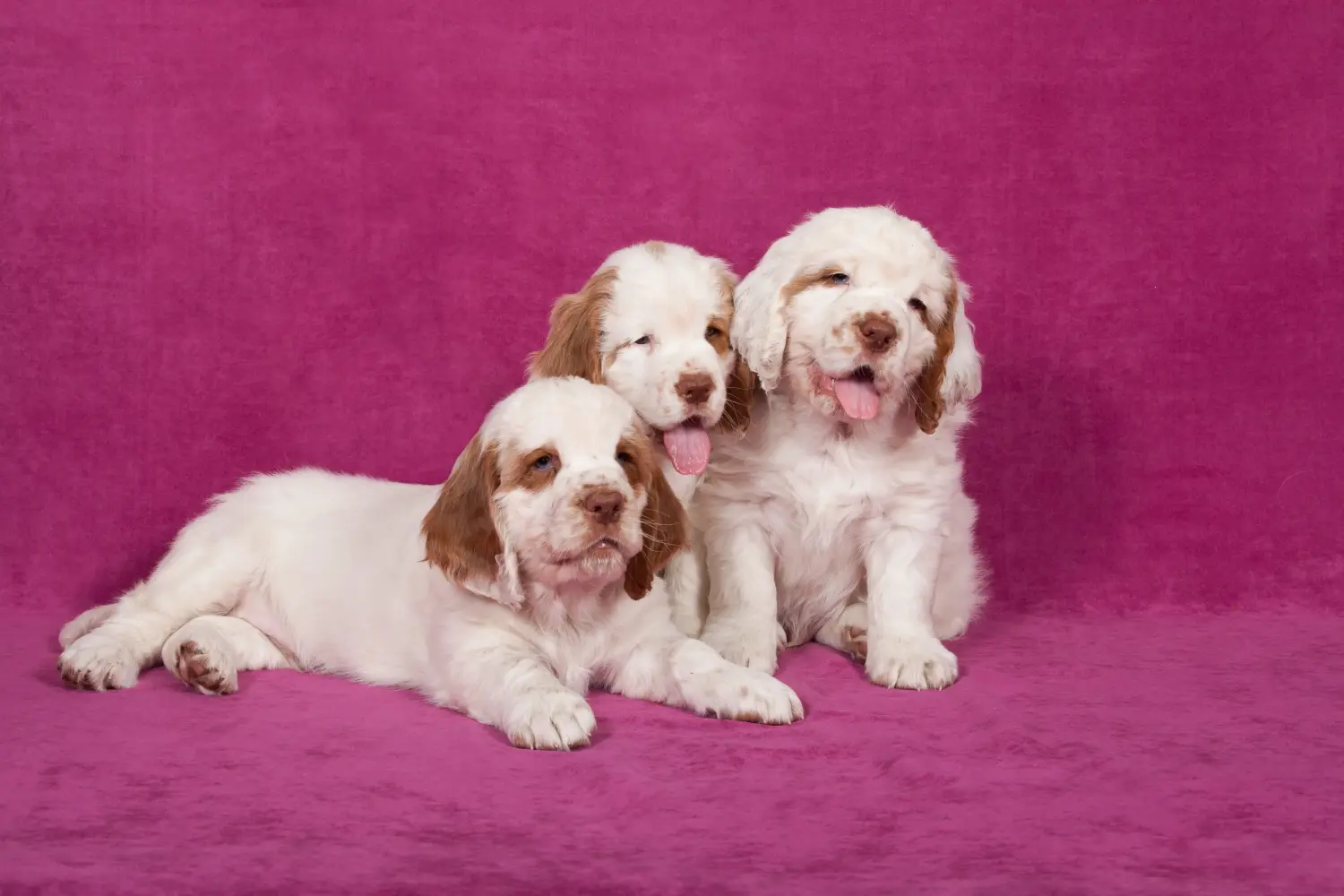 Acquistare un cucciolo di Clumber Spaniel significa assumersi delle responsabilità! Comprare cuccioli di Clumber Spaniel.