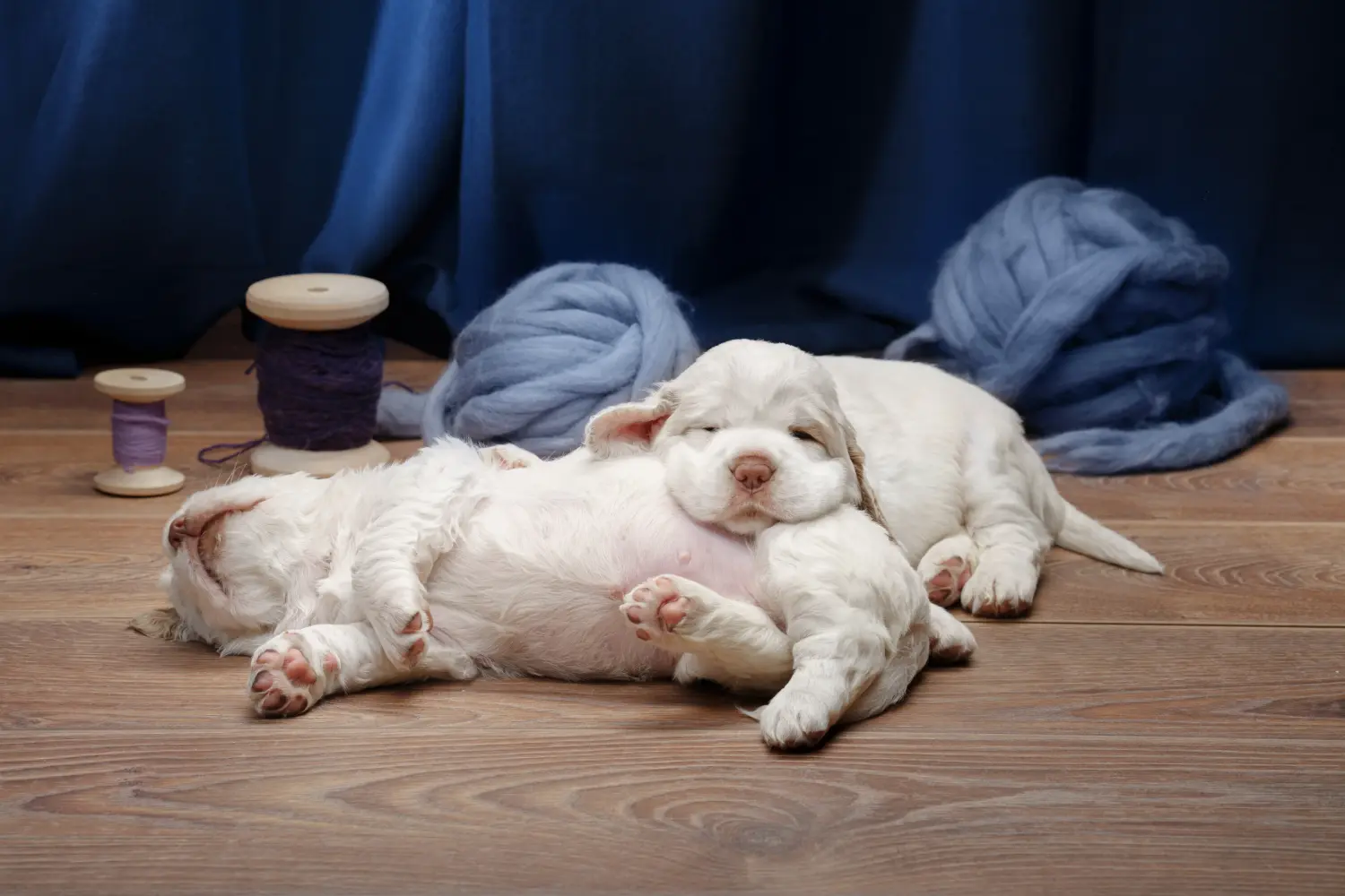 Acquistare un cucciolo di Clumber Spaniel significa assumersi delle responsabilità! Comprare cuccioli di Clumber Spaniel.