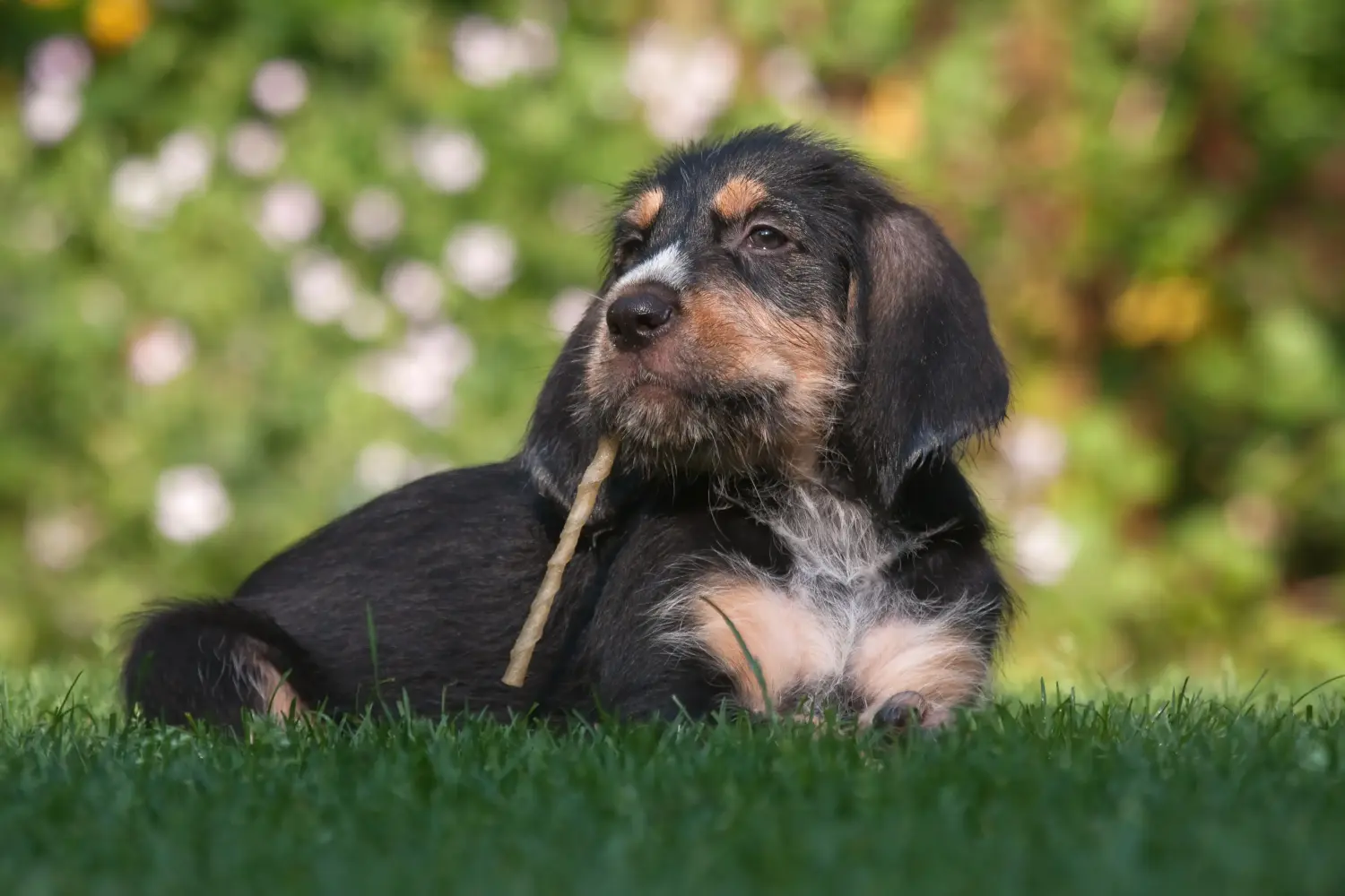 Acquistare un cucciolo di Otterhund significa assumersi delle responsabilità! Comprare cuccioli di Otterhund.
