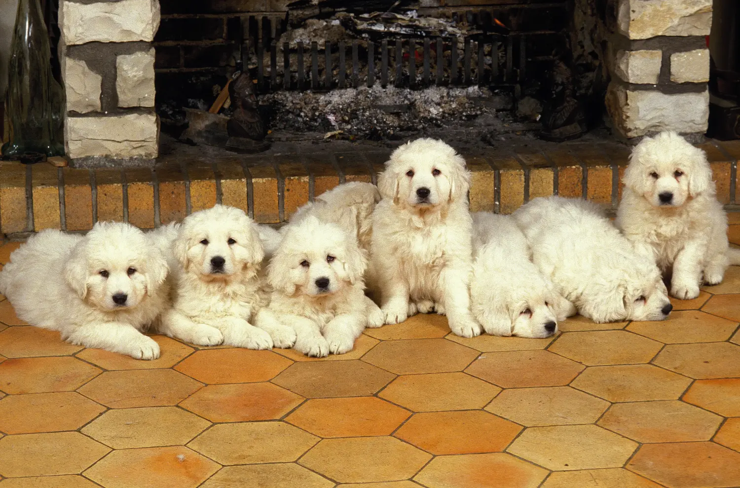 Acquistare un cucciolo di cane da pastore Tatra significa assumersi delle responsabilità! Acquistare cuccioli di cane da pastore Tatra.