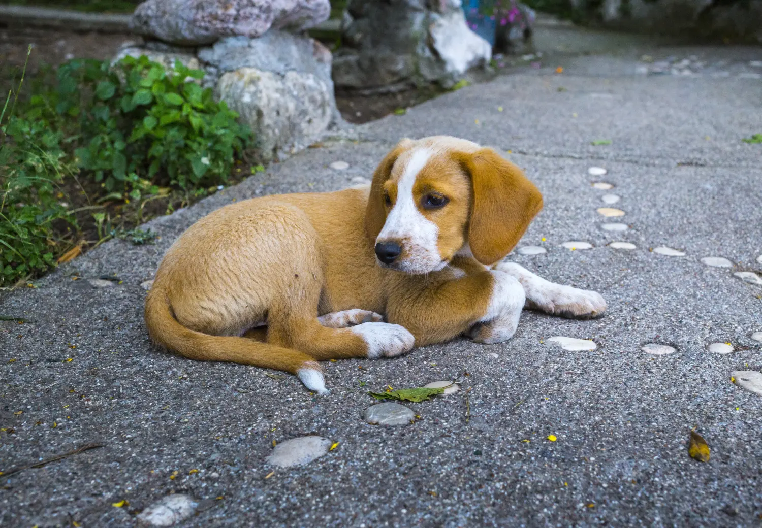 Acquistare un cucciolo di Pinscher austriaco significa assumersi delle responsabilità! Comprare cuccioli di Pinscher austriaco.