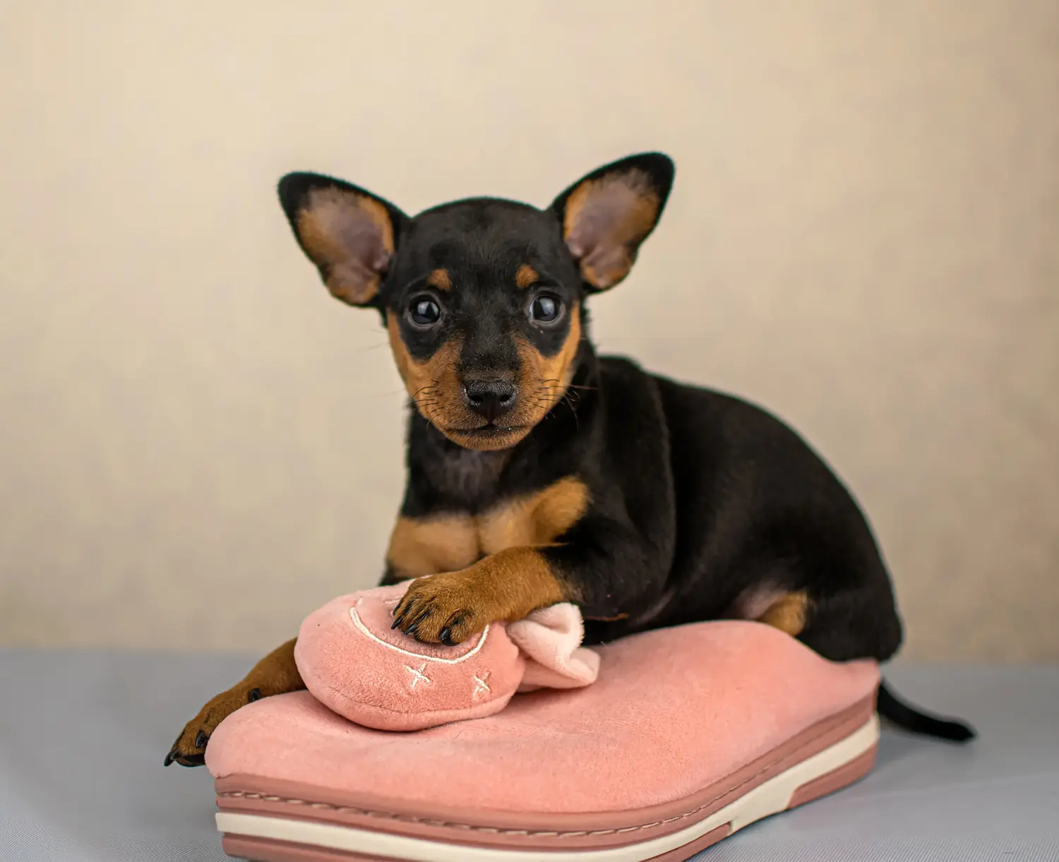 Acquistare un cucciolo di Pinscher in miniatura significa assumersi delle responsabilità! Acquistare cuccioli di Pinscher in miniatura.