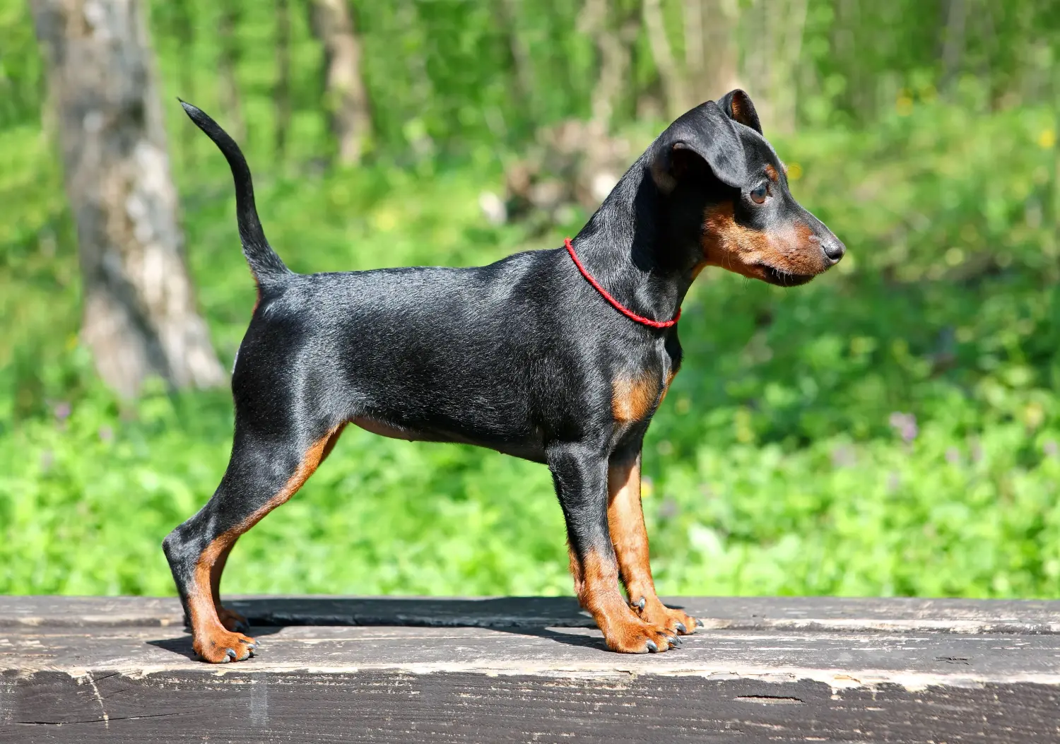 Acquistare un cucciolo di Pinscher in miniatura significa assumersi delle responsabilità! Acquistare cuccioli di Pinscher in miniatura.