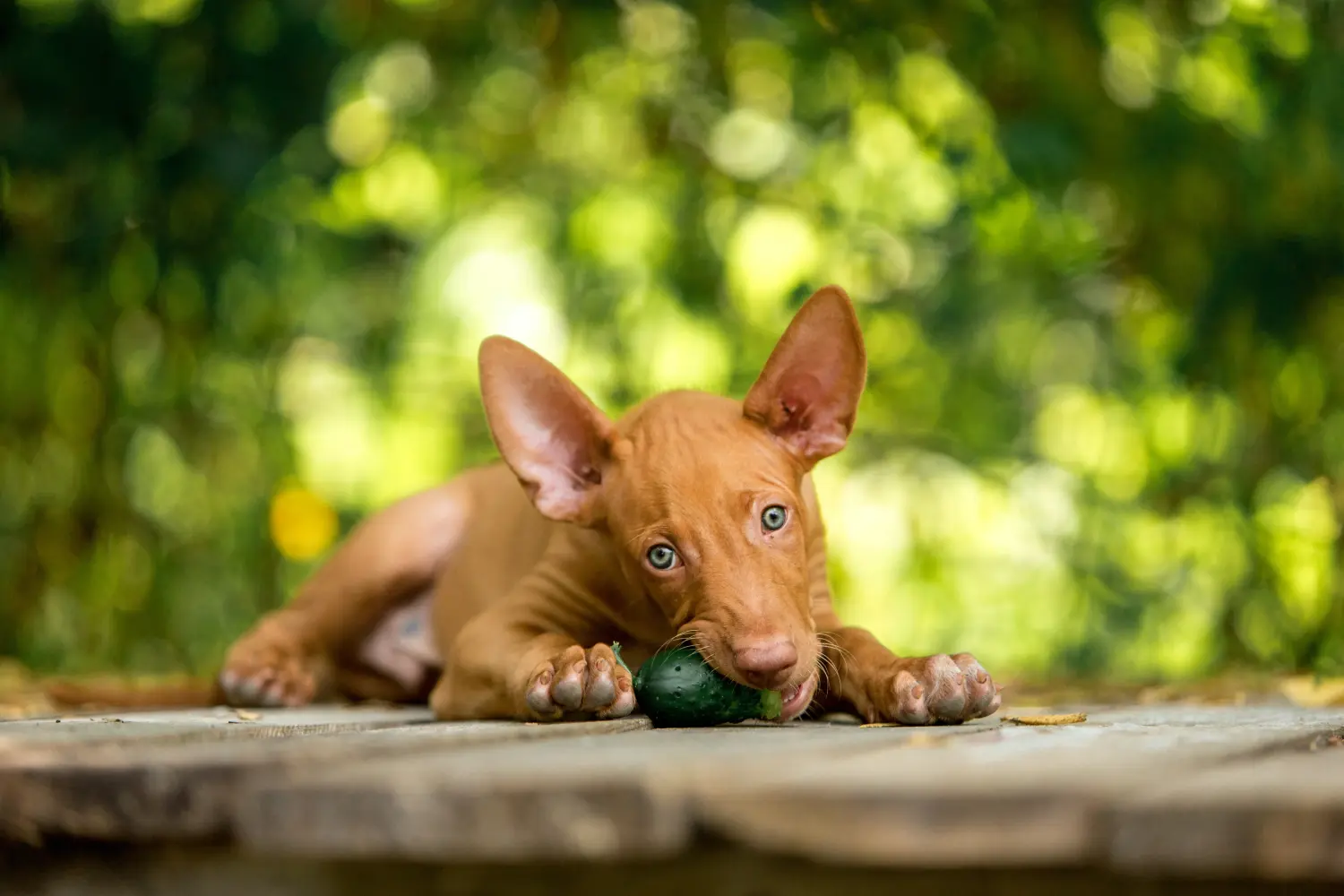 Acquistare un cucciolo di cane da faraone significa assumersi delle responsabilità! Comprare cuccioli di cane da faraone.