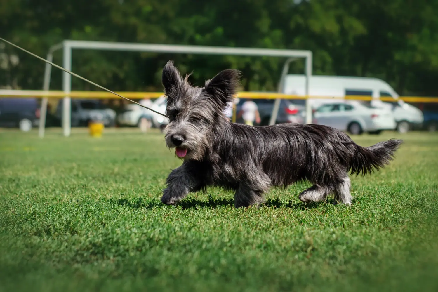 Acquistare un cucciolo di Skye Terrier significa assumersi delle responsabilità! Comprare cuccioli di Skye Terrier.