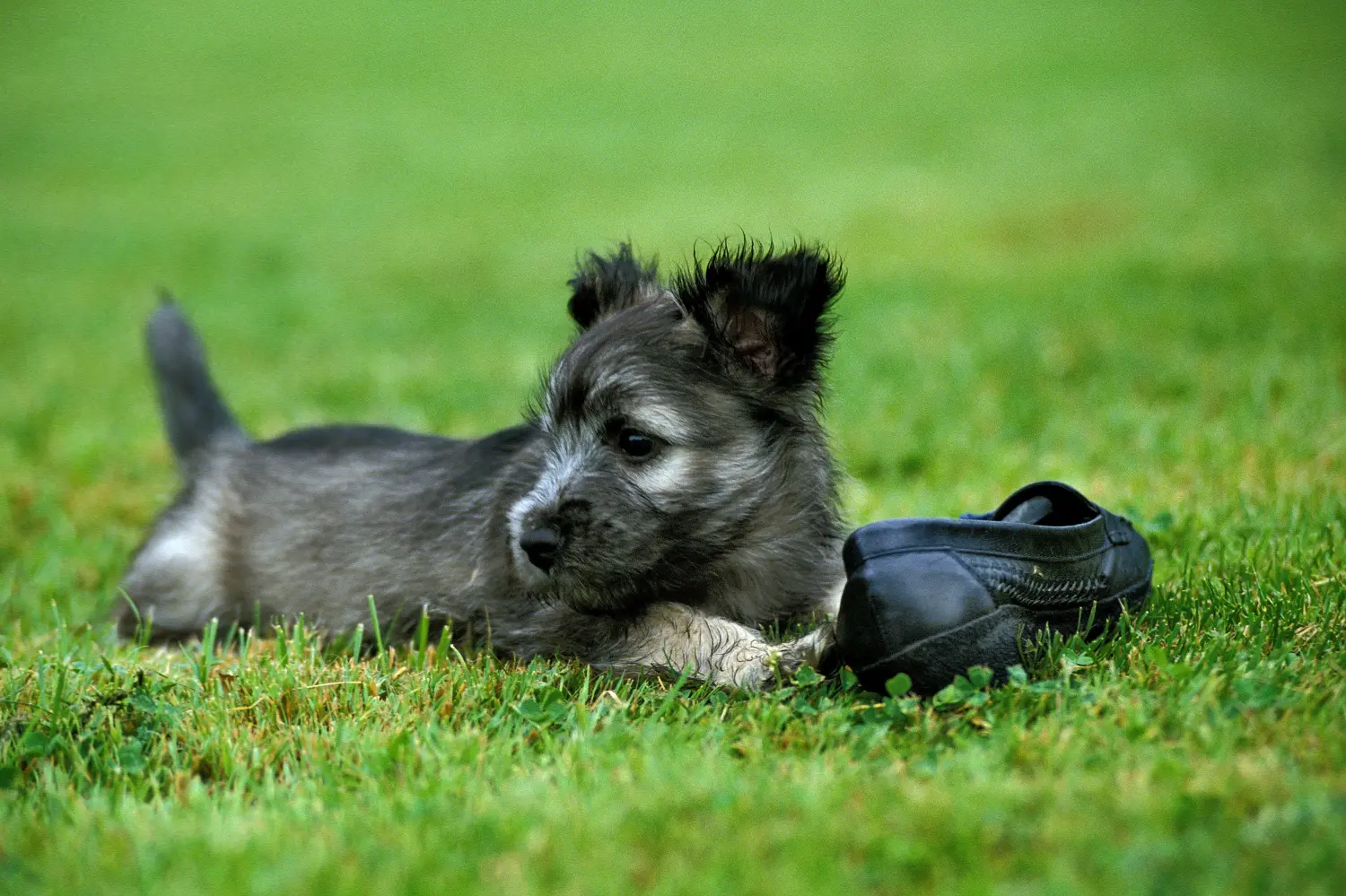 Acquistare un cucciolo di Skye Terrier significa assumersi delle responsabilità! Comprare cuccioli di Skye Terrier.