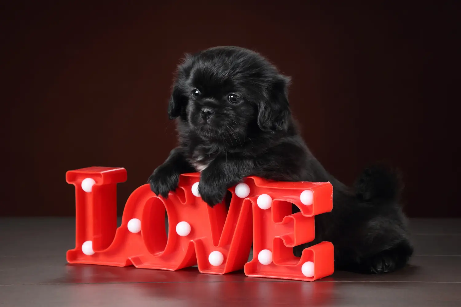 Acquistare un cucciolo di spaniel tibetano significa assumersi delle responsabilità! Comprare cuccioli di spaniel tibetano.