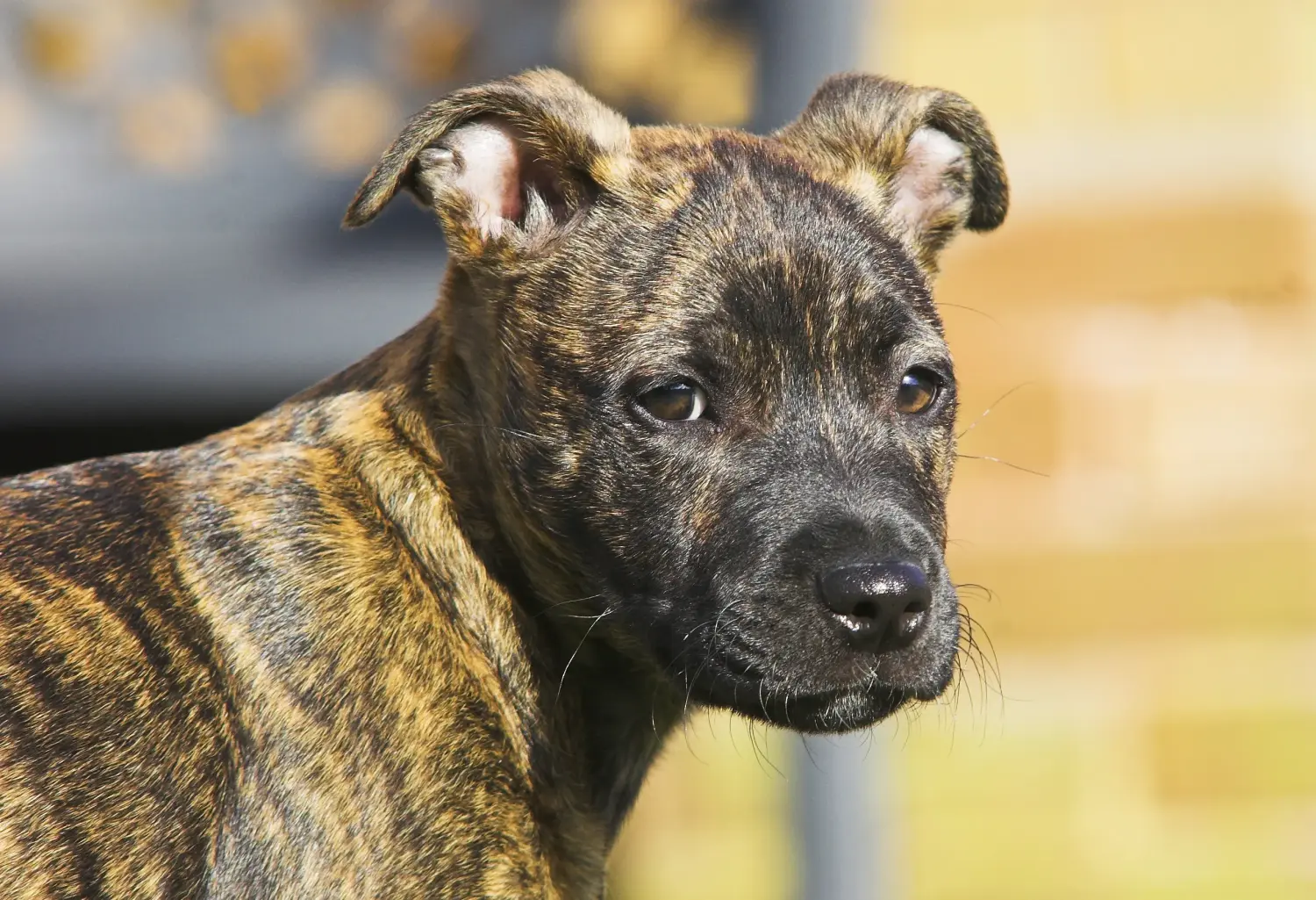 Acquistare un cucciolo di Staffordshire Bull Terrier significa assumersi delle responsabilità! Comprare cuccioli di Staffordshire Bull Terrier.