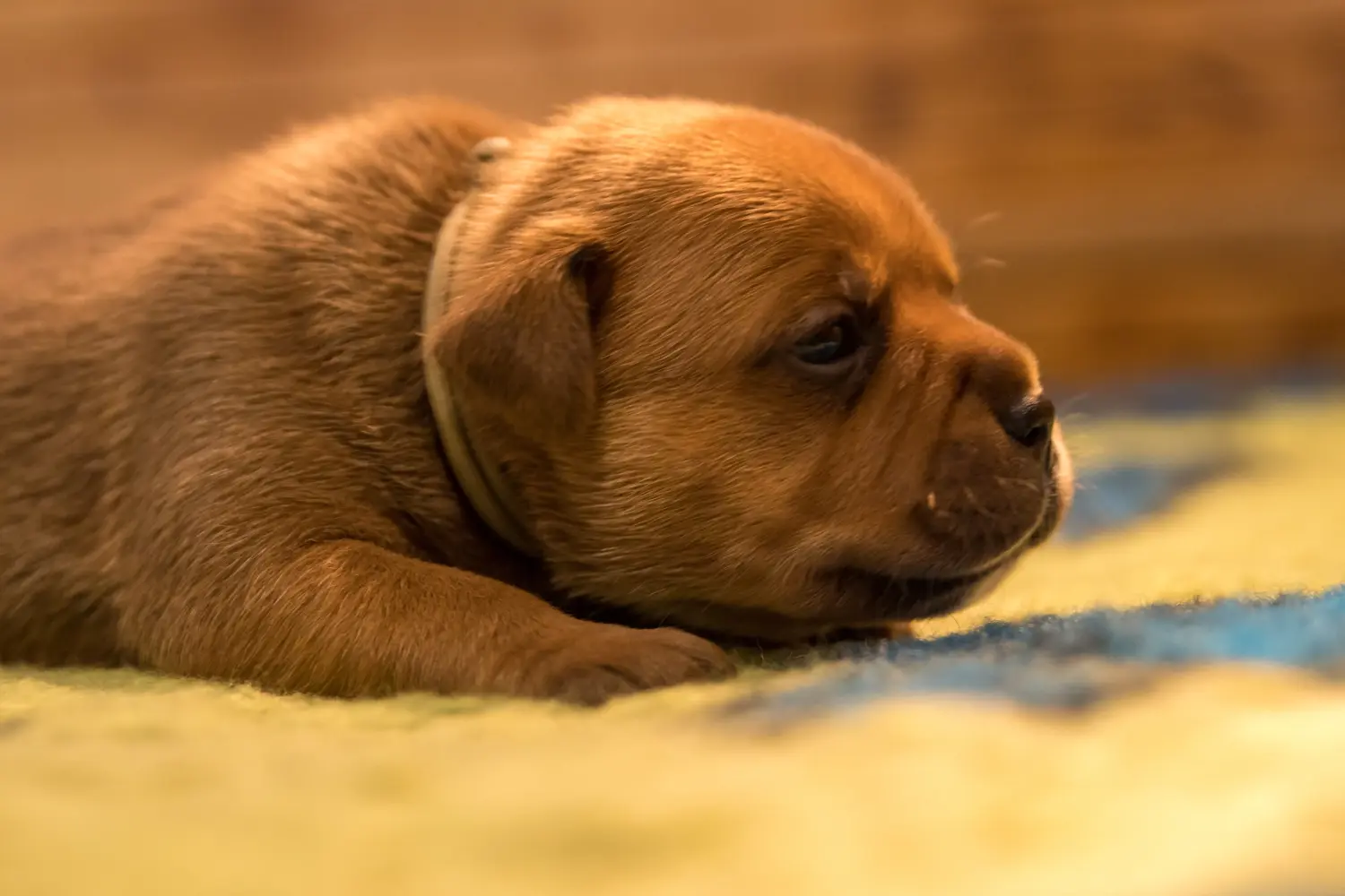 Acquistare un cucciolo di Staffordshire Bull Terrier significa assumersi delle responsabilità! Comprare cuccioli di Staffordshire Bull Terrier.