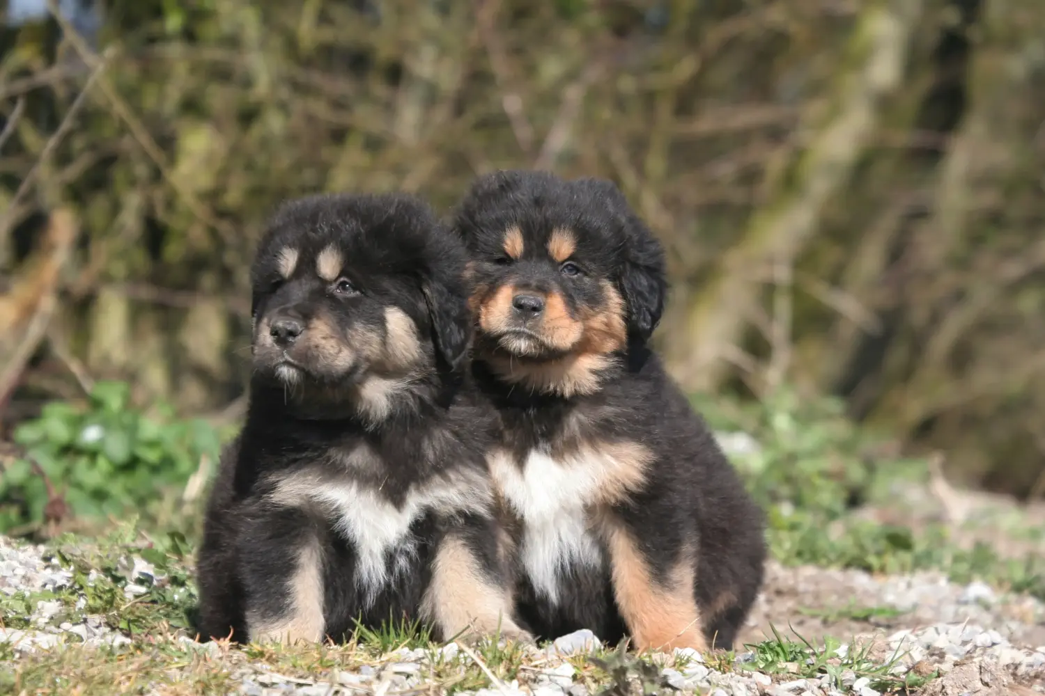 Acquistare un cucciolo di Mastino tibetano significa assumersi delle responsabilità! Comprare cuccioli di mastino tibetano.