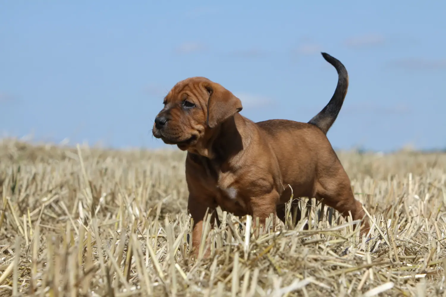Acquistare un cucciolo di Tosa significa assumersi delle responsabilità! Comprare cuccioli di Tosa.
