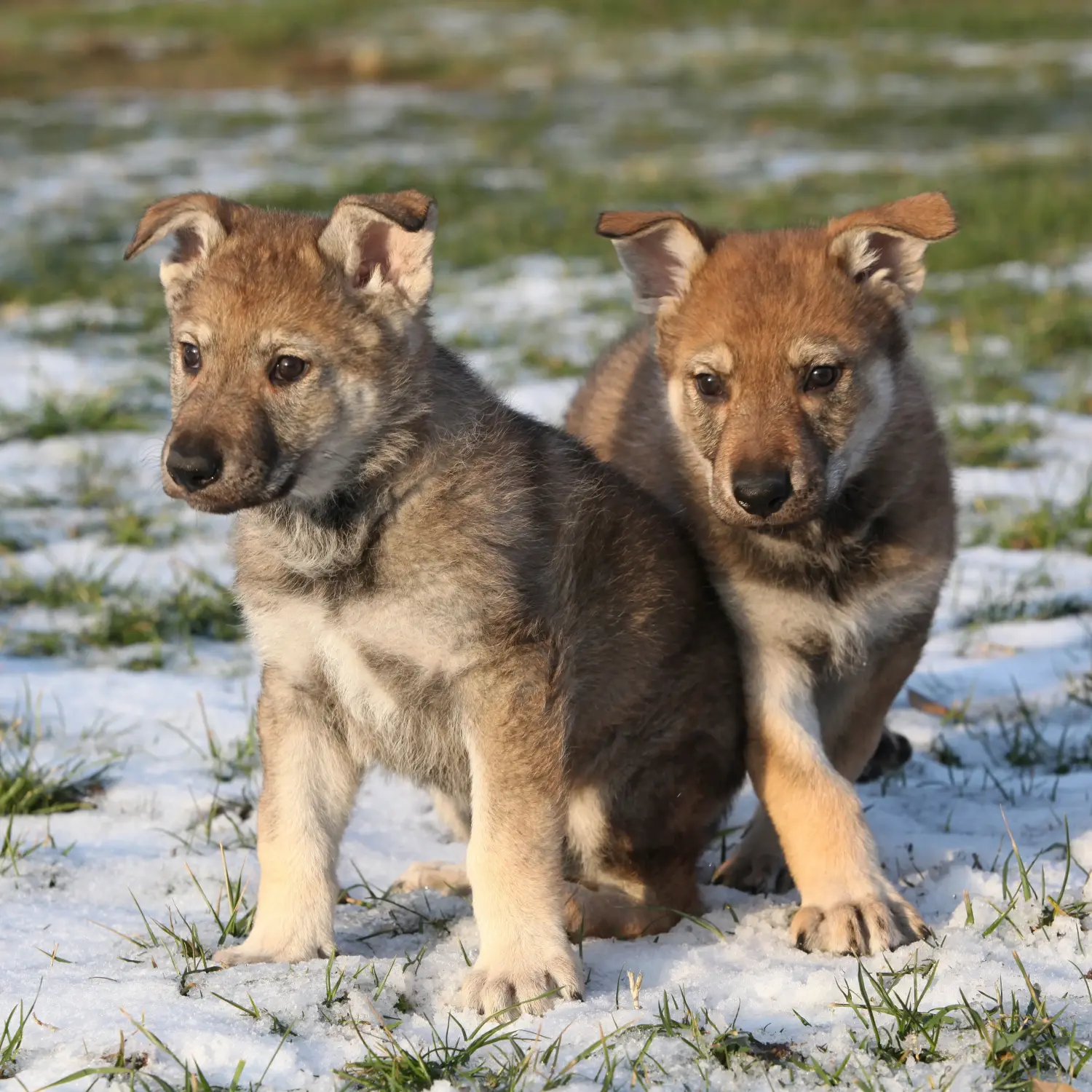 Acquistare un cucciolo di Lupo Cecoslovacco significa assumersi delle responsabilità! Comprare cuccioli di Lupo Cecoslovacco.