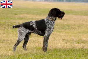 Scopri di più sull'articolo Allevatori e cuccioli di German Wirehair in Gran Bretagna