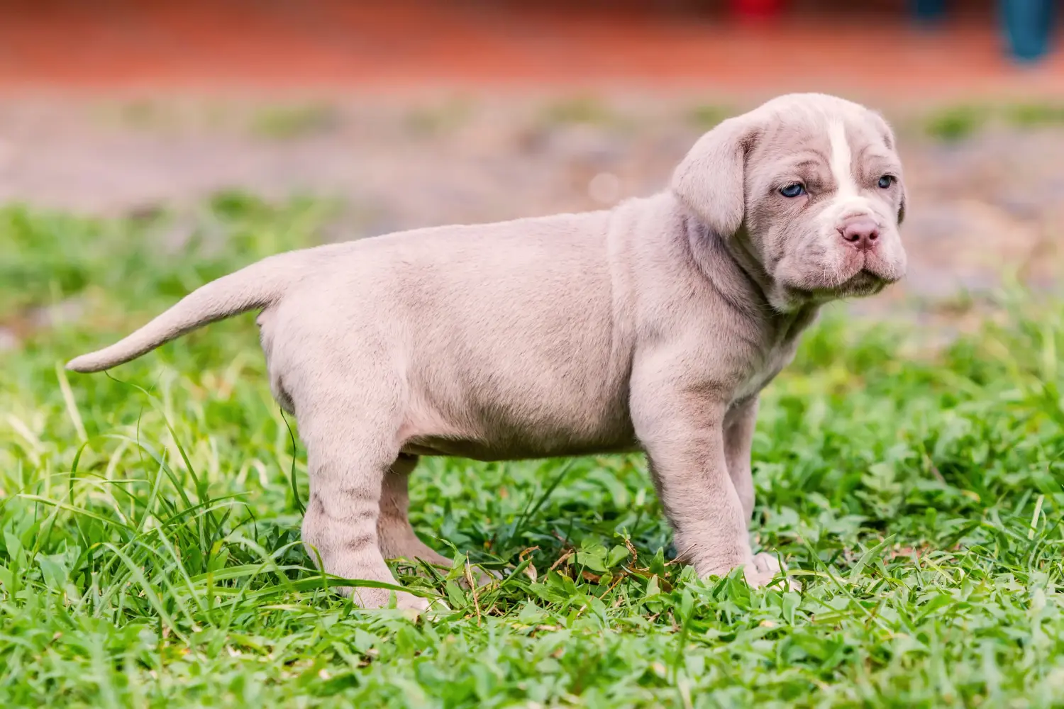 Acquistare un cucciolo di Mastino Napoletano significa assumersi delle responsabilità! Comprare cuccioli di Mastino Napoletano.