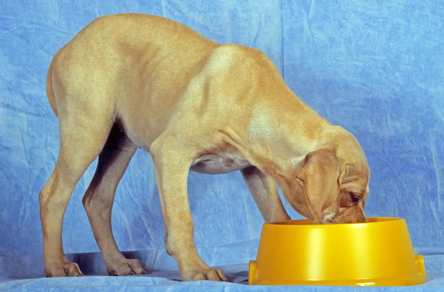 Acquistare un cucciolo di Perdigueiro Português significa assumersi delle responsabilità! Comprare cuccioli di Perdigueiro Português.