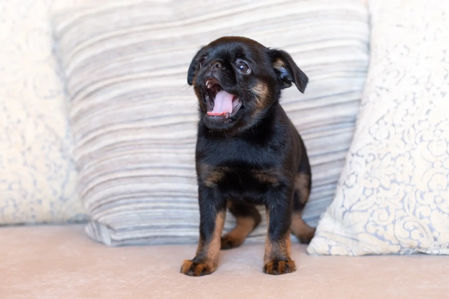 Acquistare un cucciolo di Petit Brabançon significa assumersi delle responsabilità! Acquistare cuccioli di Petit Brabançon.