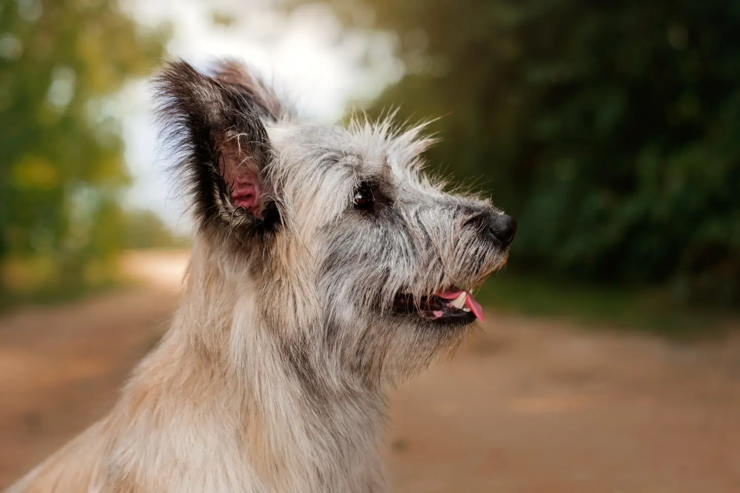 Acquistare un cucciolo di Skye Terrier significa assumersi delle responsabilità! Comprare cuccioli di Skye Terrier.