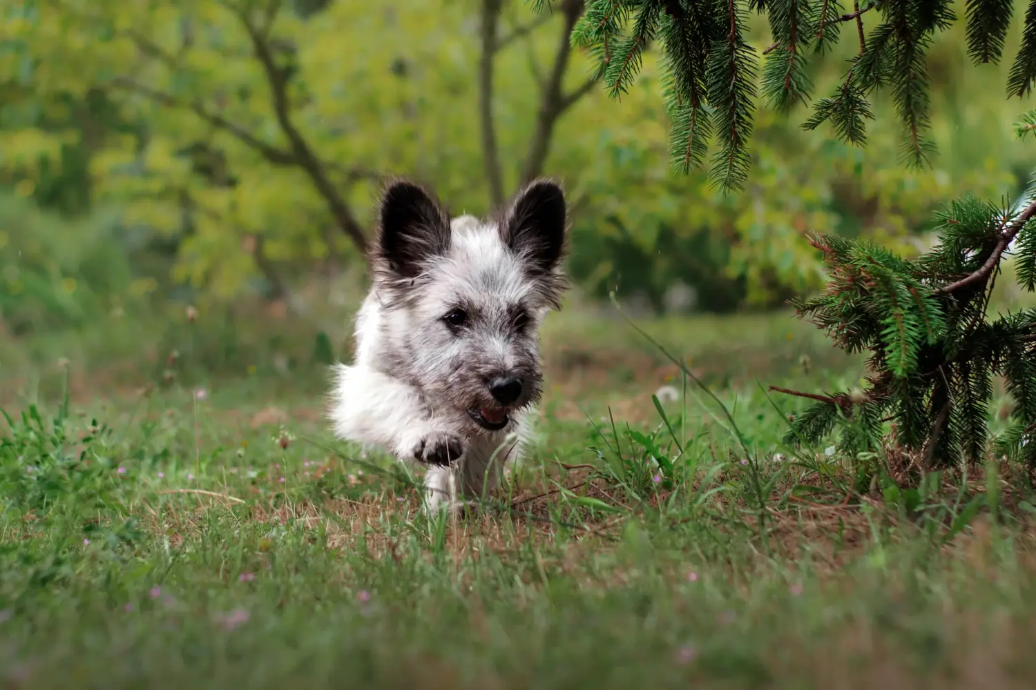 Acquistare un cucciolo di Skye Terrier significa assumersi delle responsabilità! Comprare cuccioli di Skye Terrier.