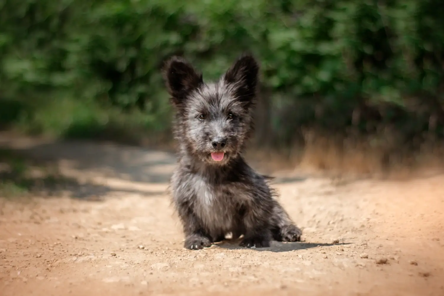 Acquistare un cucciolo di Skye Terrier significa assumersi delle responsabilità! Comprare cuccioli di Skye Terrier.