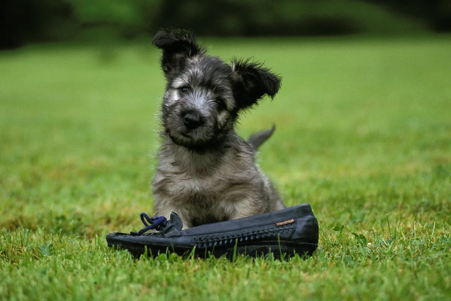 Acquistare un cucciolo di Skye Terrier significa assumersi delle responsabilità! Comprare cuccioli di Skye Terrier.