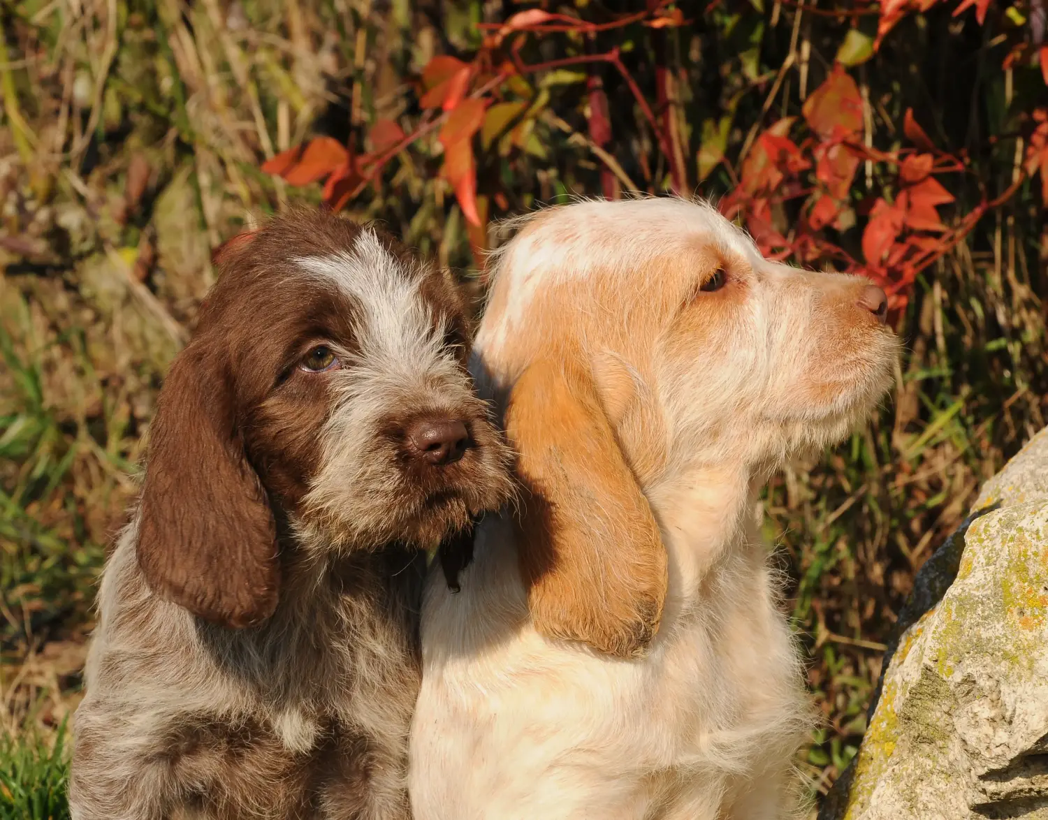 Acquistare un cucciolo di Spinone Italiano significa assumersi delle responsabilità! Comprare cuccioli di Spinone Italiano.