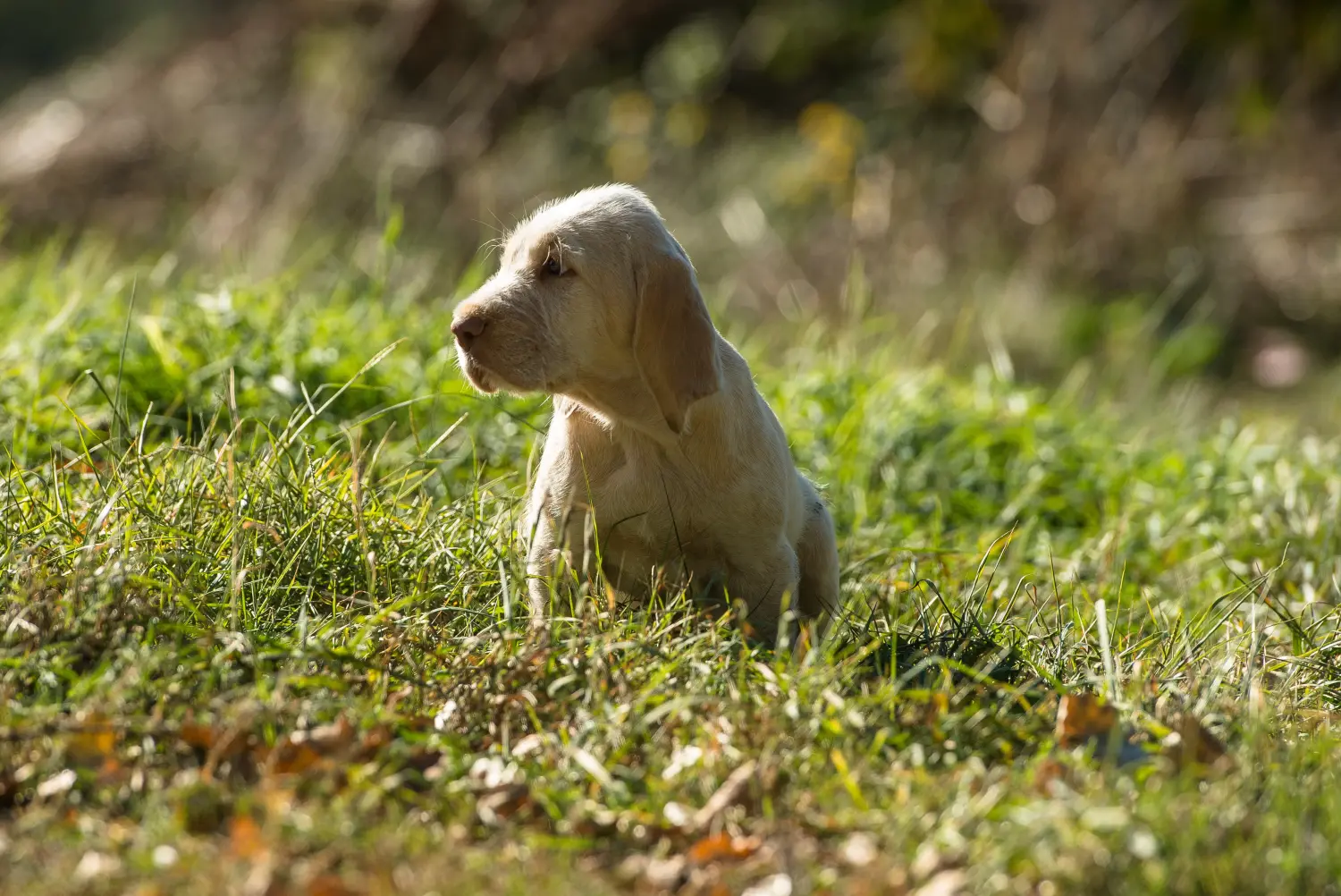 Acquistare un cucciolo di Spinone Italiano significa assumersi delle responsabilità! Comprare cuccioli di Spinone Italiano.