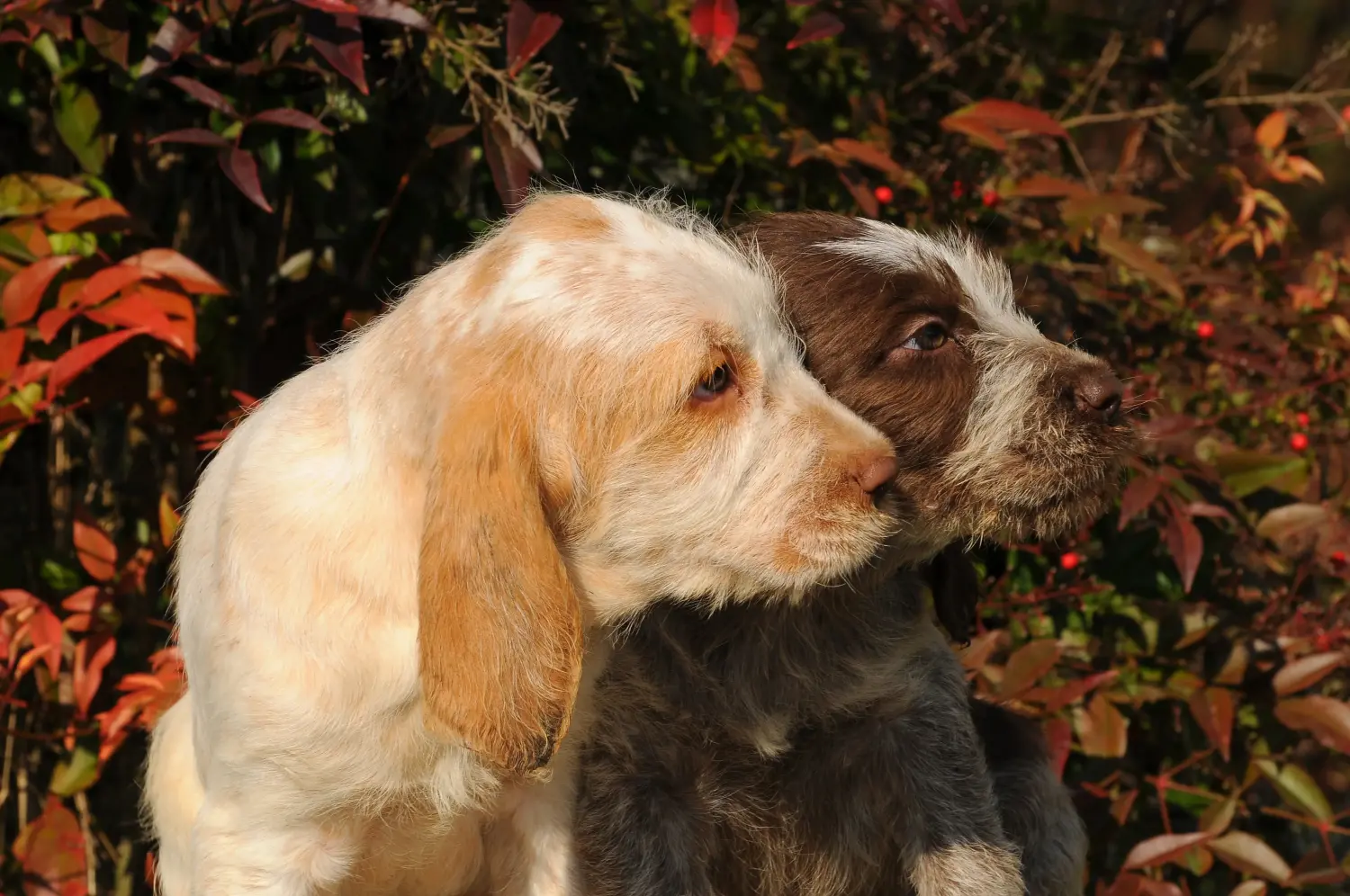 Acquistare un cucciolo di Spinone Italiano significa assumersi delle responsabilità! Comprare cuccioli di Spinone Italiano.