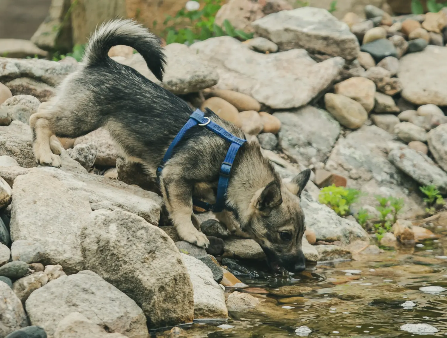 Acquistare un cucciolo di Västgötaspets significa assumersi una responsabilità! Comprare cuccioli di Västgötaspets.