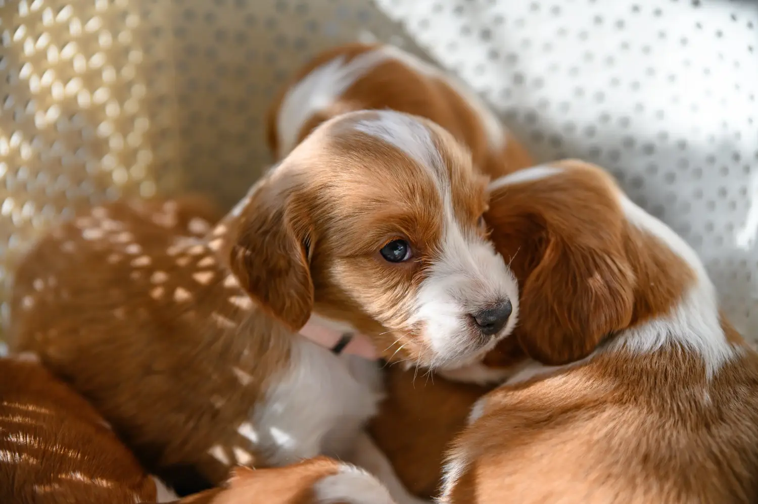 Acquistare un cucciolo di Welsh Springer Spaniel significa assumersi delle responsabilità! Comprare cuccioli di Welsh Springer Spaniel.