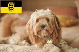 Scopri di più sull'articolo Allevatori di Cavoodle e cuccioli in Baden-Württemberg