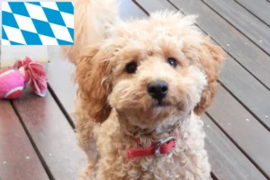 Scopri di più sull'articolo Allevatori di Cavoodle e cuccioli in Baviera