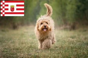 Scopri di più sull'articolo Allevatori di Cavoodle e cuccioli a Bremen
