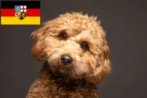 Scopri di più sull'articolo Allevatori di Cavoodle e cuccioli in Saarland