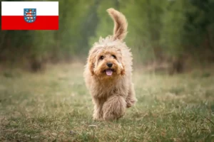 Scopri di più sull'articolo Allevatori di Cavoodle e cuccioli in Turingia