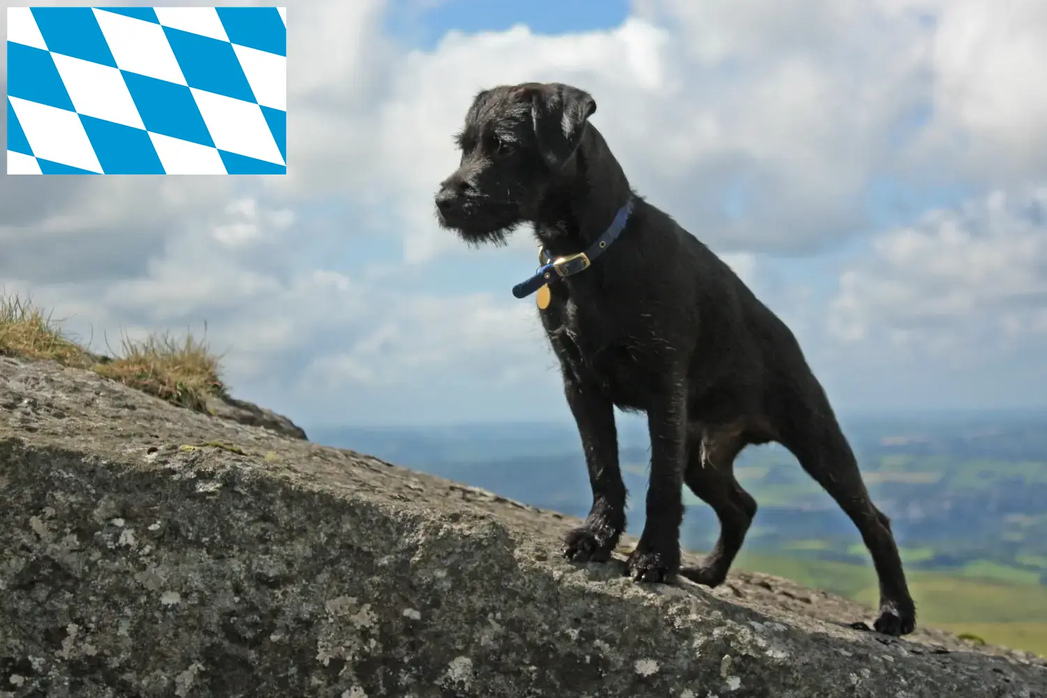 Cuccioli di Patterdale Terrier e allevatori di Bavaria Trova qui gli allevatori di Patterdale Terrier in Baviera.